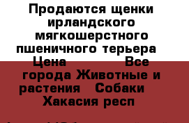 Продаются щенки ирландского мягкошерстного пшеничного терьера › Цена ­ 30 000 - Все города Животные и растения » Собаки   . Хакасия респ.